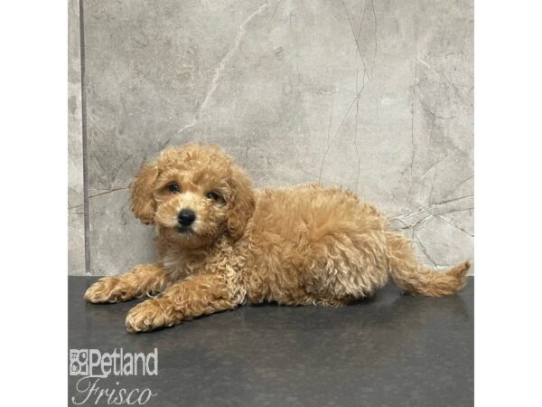 Goldendoodle Mini 2nd Gen-Dog-Male-Red-30929-Petland Frisco, Texas