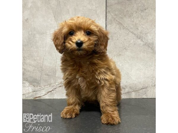 Goldendoodle Mini 2nd Gen Dog Female Red 30928 Petland Frisco, Texas