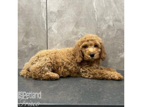 Goldendoodle Mini 2nd Gen-Dog-Male-Red-30927-Petland Frisco & Mckinney, Texas