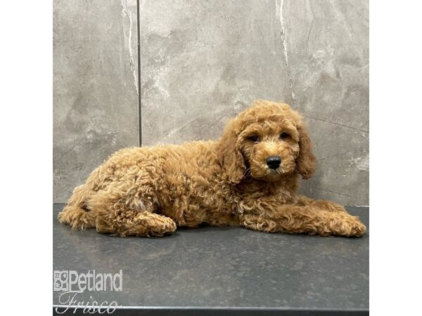 Goldendoodle Mini 2nd Gen Dog Male Red 30927 Petland Frisco, Texas