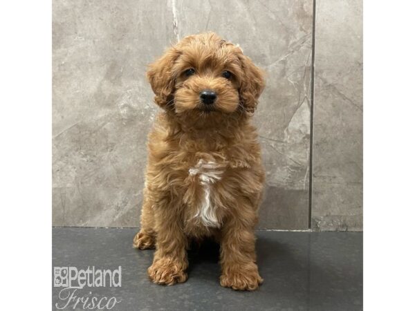 Goldendoodle Mini 2nd Gen-Dog-Male-Red-30925-Petland Frisco & Mckinney, Texas