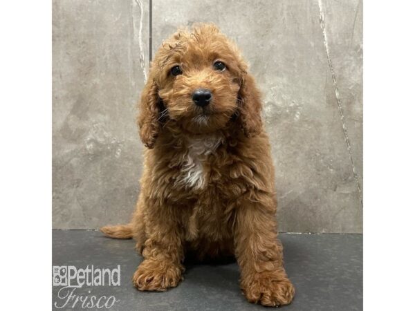 Goldendoodle Mini 2nd Gen Dog Female Red 30924 Petland Frisco, Texas