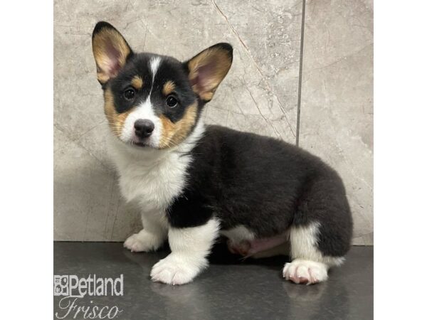 Pembroke Welsh Corgi-Dog-Male-Black White / Tan-30922-Petland Frisco & Mckinney, Texas