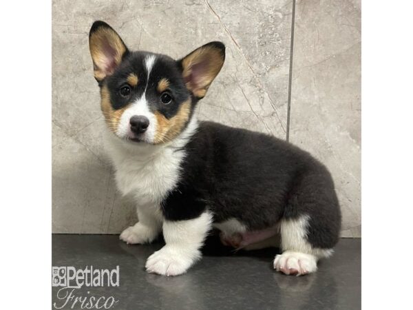 Pembroke Welsh Corgi-Dog-Male-Black White / Tan-30922-Petland Frisco, Texas