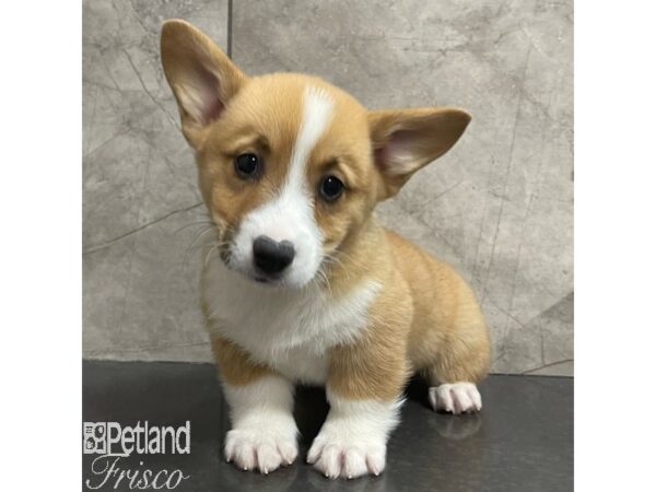 Pembroke Welsh Corgi Dog Male Red / White 30921 Petland Frisco, Texas