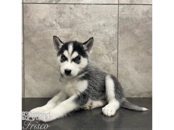 Siberian Husky Dog Male Black / White 30920 Petland Frisco, Texas