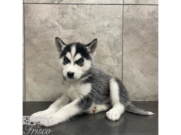 [#30920] Black / White Male Siberian Husky Puppies For Sale