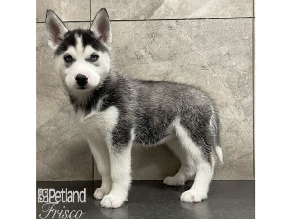 [#30919] Black / White Female Siberian Husky Puppies For Sale