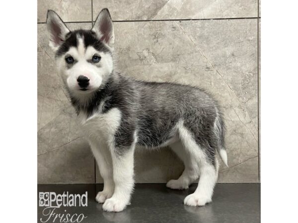 Siberian Husky Dog Female Black / White 30919 Petland Frisco, Texas