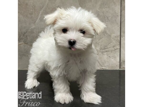 Maltese Dog Female White 30918 Petland Frisco, Texas