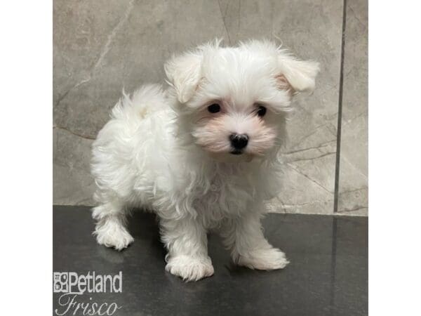 Maltese-Dog-Female-White-30917-Petland Frisco, Texas