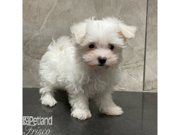 Maltese Dog Female White 30917 Petland Frisco, Texas