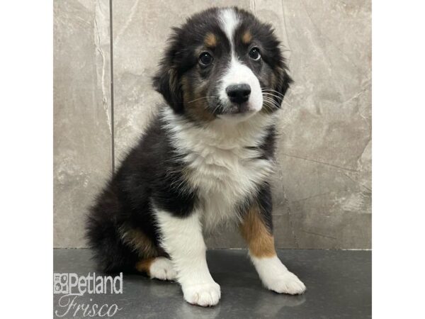 Mini Australian Shepherd-Dog-Male-Black tri-30915-Petland Frisco, Texas