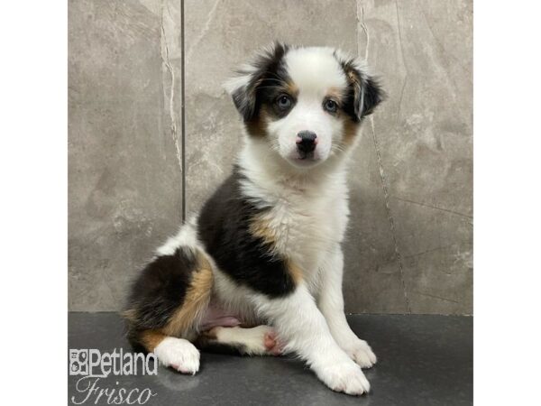 Mini Australian Shepherd Dog Male Blue Merle 30914 Petland Frisco, Texas