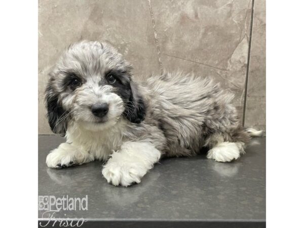 Mini Aussiedoodle Dog Male Blue Merle and White 30913 Petland Frisco, Texas