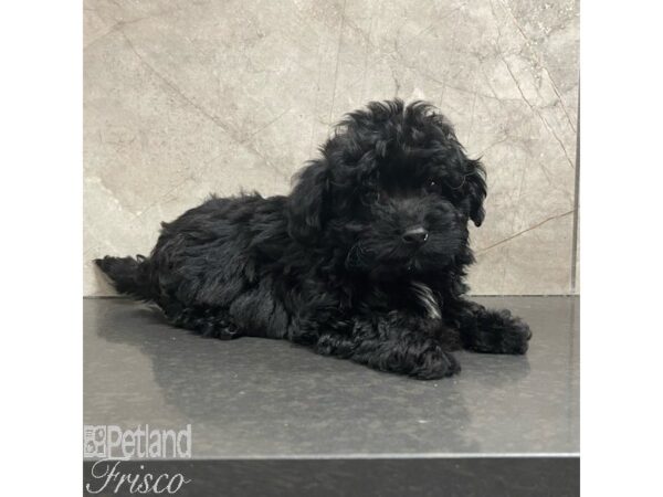 Mini Aussiedoodle Dog Male Black and White 30912 Petland Frisco, Texas