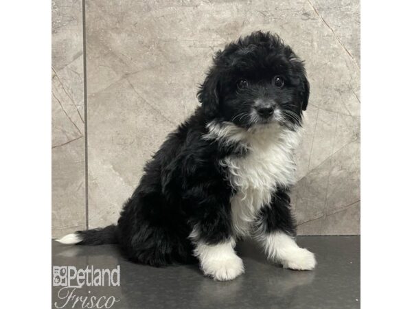 Mini Aussiedoodle Dog Male Black and White 30911 Petland Frisco, Texas