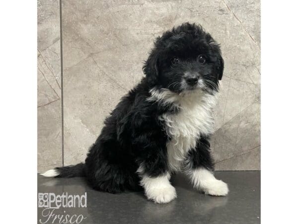 [#30911] Black and White Male Mini Aussiedoodle Puppies For Sale