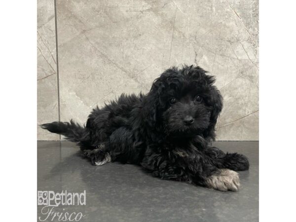 Mini Aussiedoodle Dog Male Black and White 30910 Petland Frisco, Texas