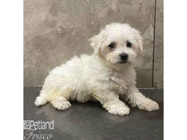 Bichon Frise Dog Female White 30907 Petland Frisco, Texas