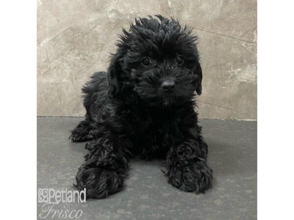 Yorkiepoo-Dog-Female-Black / Tan-30906-Petland Frisco, Texas