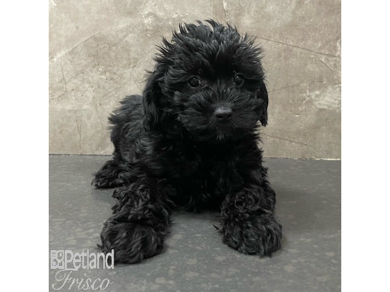 Yorkiepoo Dog Female Black / Tan 30906
