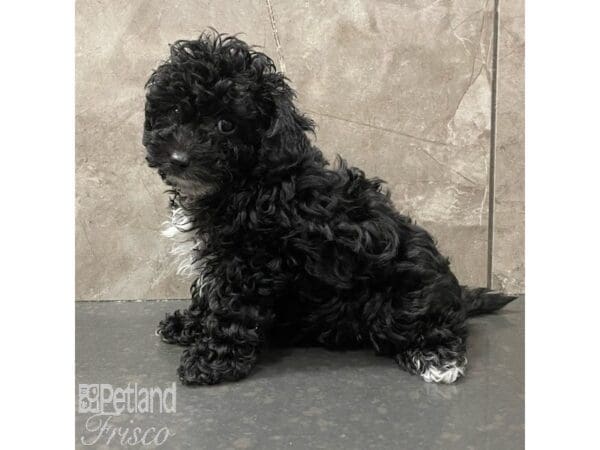 [#30898] Black / White Male Sheepadoodle Mini Puppies For Sale