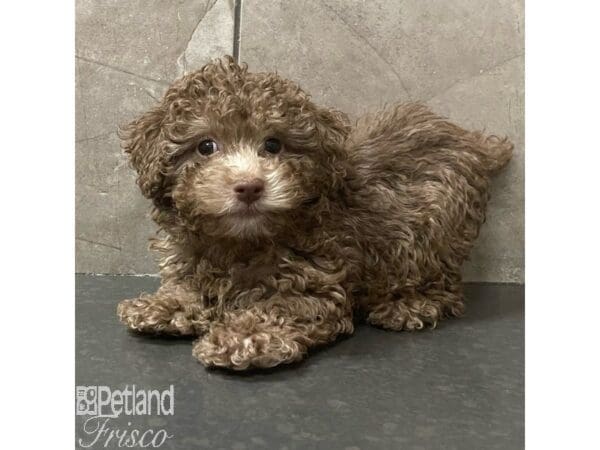 Poodle Mini-Dog-Female-Chocolate-30897-Petland Frisco, Texas