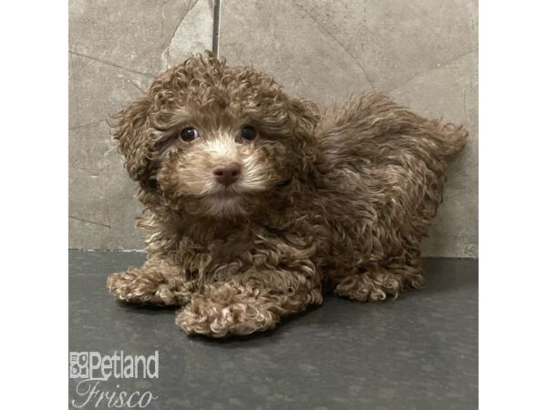 Poodle Mini Dog Female Chocolate 30897 Petland Frisco, Texas