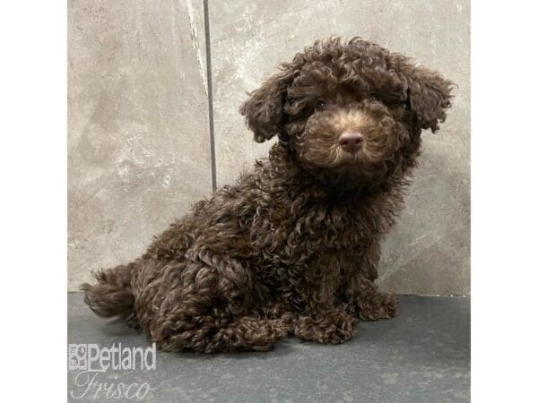 Poodle Mini-Dog-Male-Chocolate-30895-Petland Frisco, Texas