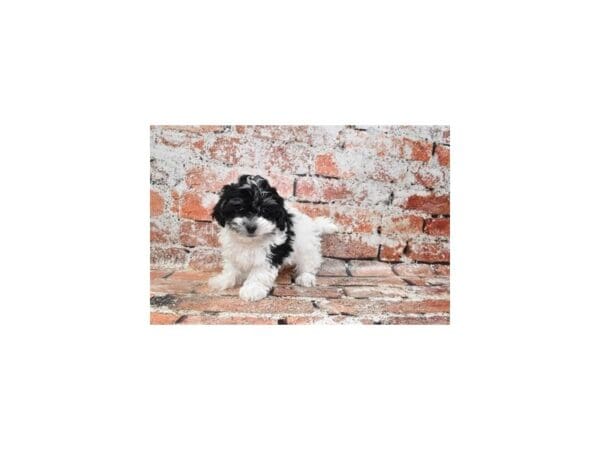 Malti-Poo Dog Male Black and White 30960 Petland Frisco, Texas