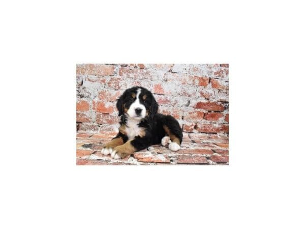 [#30963] Black Rust and White Female Bernese Mountain Dog Puppies For Sale