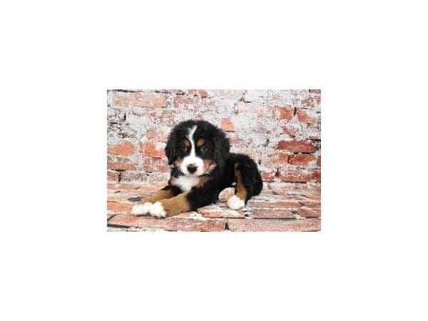 [#30962] Black Rust and White Male Bernese Mountain Dog Puppies For Sale