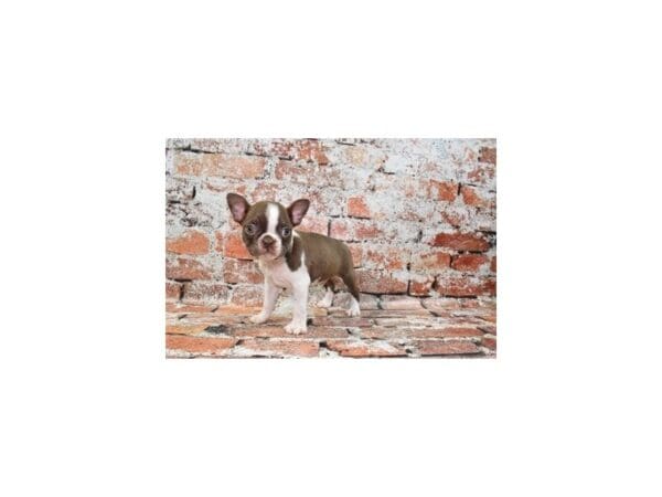 [#30956] Seal and White Male Boston Terrier Puppies For Sale