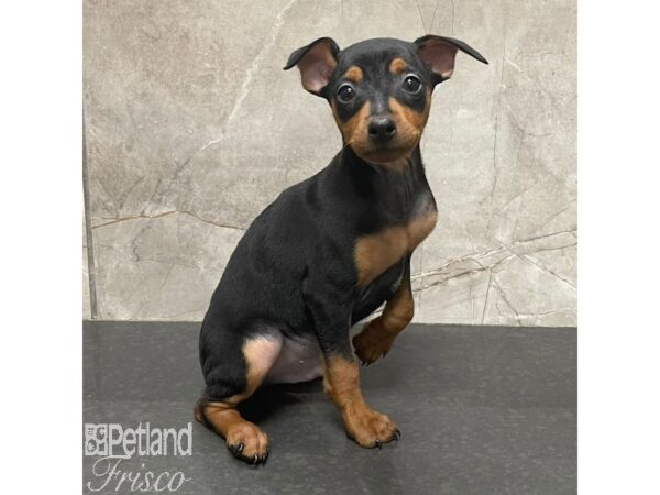 Miniature Pinscher Dog Male Black / Tan 30973 Petland Frisco, Texas