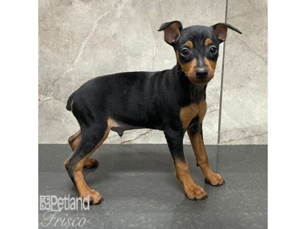 Miniature Pinscher Dog Male Black / Tan 30972 Petland Frisco, Texas