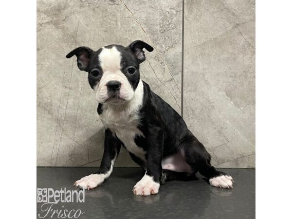 Boston Terrier Dog Female Black / White 30971 Petland Frisco, Texas