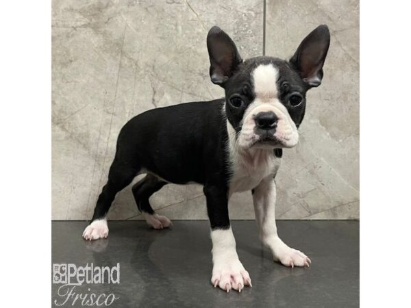 Boston Terrier Dog Female Black / White 30970 Petland Frisco, Texas