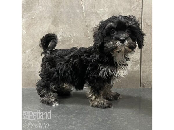 Havanese Dog Female Black / White 30968 Petland Frisco, Texas