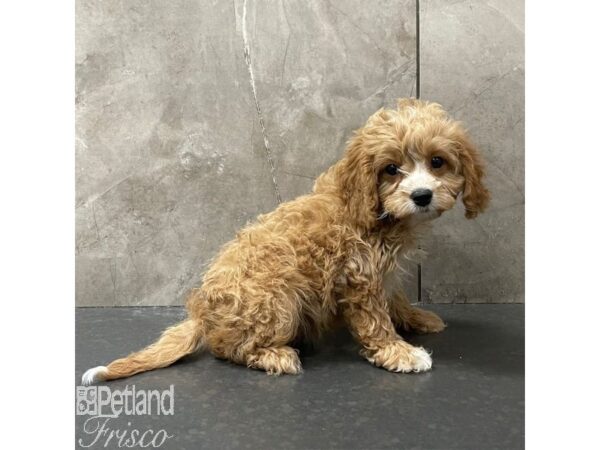 Cavapoo Dog Male Red 30964 Petland Frisco, Texas