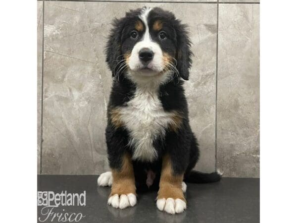 Bernese Mountain Dog-Dog-Male-Black Rust and White-30962-Petland Frisco, Texas