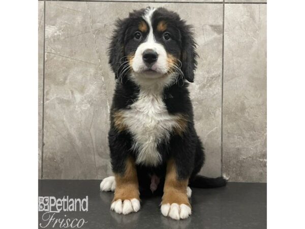 Bernese Mountain Dog-Dog-Male-Black Rust and White-30962-Petland Frisco & Mckinney, Texas