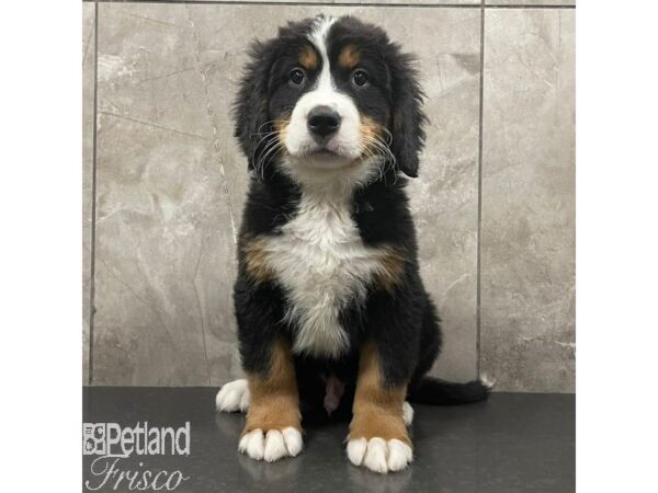 Bernese Mountain Dog Dog Male Black Rust and White 30962 Petland Frisco, Texas