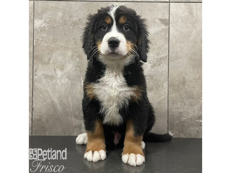 Bernese Mountain Dog Dog Male Black Rust and White 30962