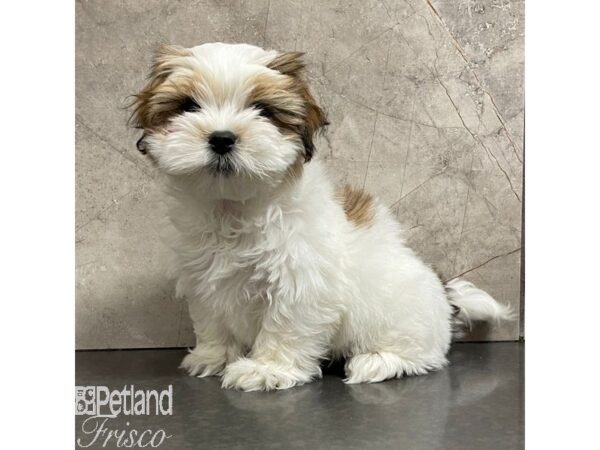 Mal-Shi-Dog-Male-Red and White-30959-Petland Frisco & Mckinney, Texas