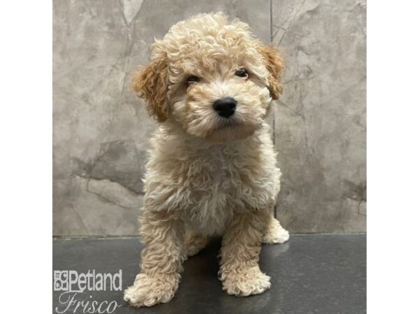 Bichon Poo Dog Male Cream 30958 Petland Frisco, Texas