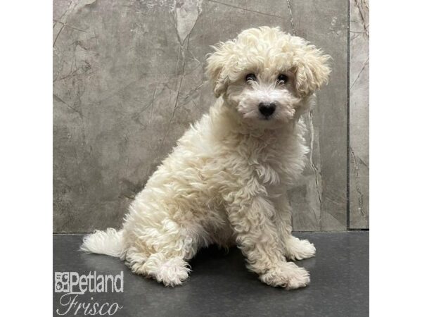 Bichon Poo Dog Female Cream 30957 Petland Frisco, Texas