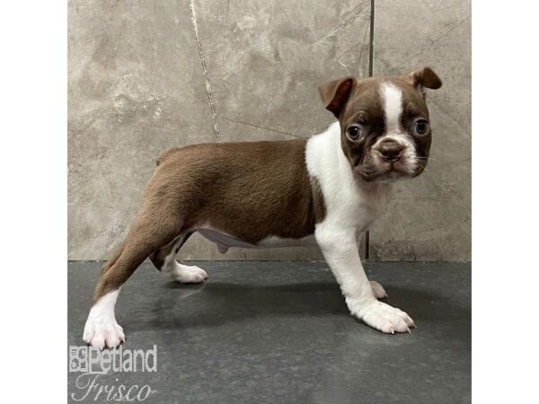 Boston Terrier Dog Male Seal and White 30956 Petland Frisco, Texas