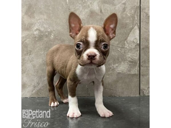 Boston Terrier Dog Female Seal and White 30955 Petland Frisco, Texas