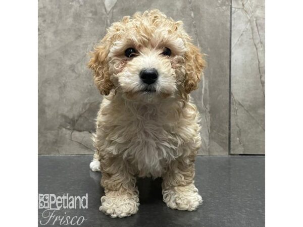 Aussiepoo Dog Male Brown and White 30954 Petland Frisco, Texas